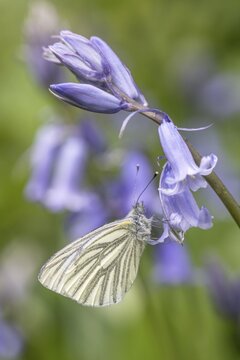 Green-veined white (Pieris napi) on bluebells (Hyacinthoides non-scripta), Emsland, Lower Saxony, Germany