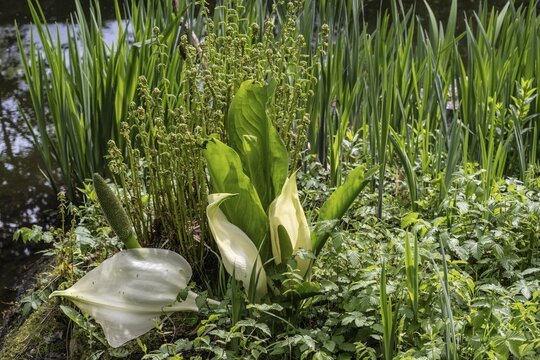 East Asian white false calla (Lysichiton camtschatcensis), Emsland, Lower Saxony, Germany