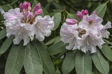 Rhododendron blossom (Rhododendron decorum), Emsland, Lower Saxony, Germany