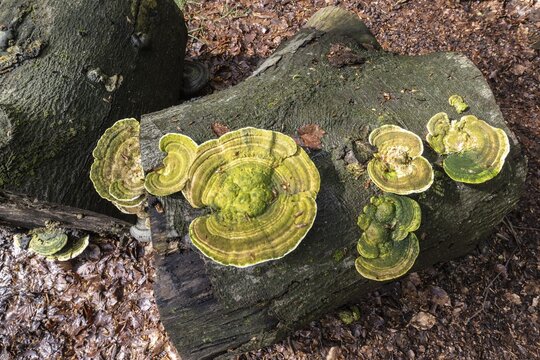Hairy bracket (Trametes hirsuta), Emsland, Lower Saxony, Germany
