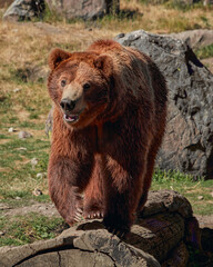 Fototapeta premium Lone Grizzly Surveying a Frosty Montana Foothill at Dawn