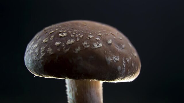 Cinematic studio shot of Shiitake mushroom (Lentinula edodes) backlit by strong rim light. Glowing silhouette against black background highlighting the cap texture and shape.