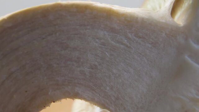 Extreme macro close-up of Shiitake mushroom (Lentinula edodes) stem cross-section. Detailed view of white fibrous meat texture resembling biological muscle tissue or raw mycelium material.