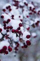 red berries on snow
