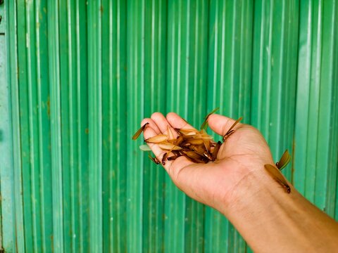 A cluster of winged termites (alates/flying ants) is held cupped in a person's hand against a bright, corrugated green metal background.