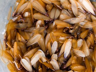 A tightly packed, dense group of winged termites (alates/flying ants) with translucent, golden-brown wings, captured in a large close-up.
