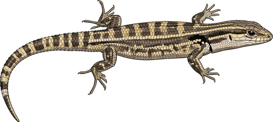 Skink lizard illustration, brown stripes, shiny scales, desert reptile, scientific drawing, herpetology reference, nature wildlife, educational, realistic, detailed