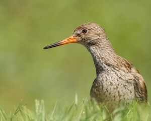 Redshank on a meadow