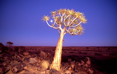 quiver tree in the evening with full moon 
