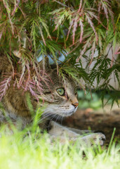 Tabby cat lurking among the leaves of an Acer