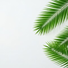 Green tropical palm leaves on white background for copy space