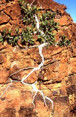 bush in Australia has its roots through narrow rock crevices
