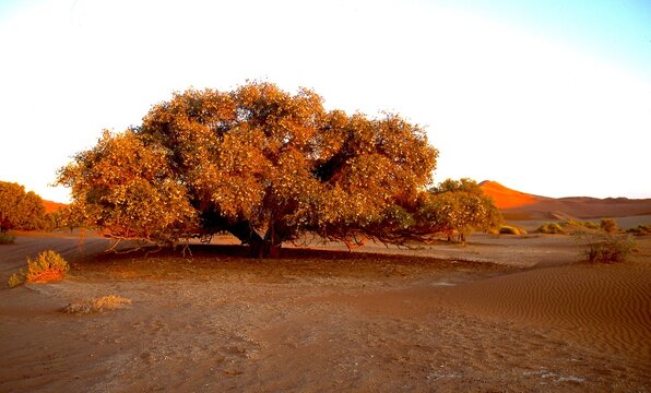 mighty kamel thorn in warm evening light in Namib desert, full of pods 536 
