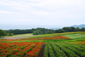 雨の兵庫県立公園あわじ花さじき