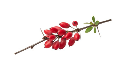 A sprig of barberry with bright red berries isolated on transparent background the berries are clustered together and the sprig has a few small green leaves