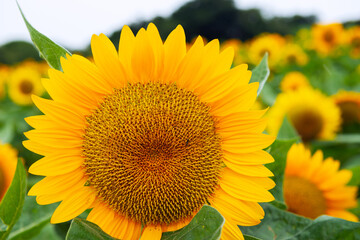 雨の兵庫県立公園あわじ花さじき