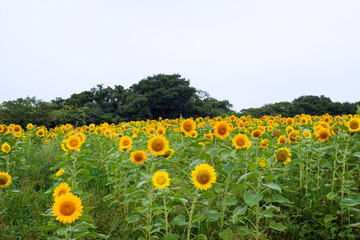 雨の兵庫県立公園あわじ花さじき