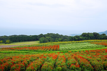 雨の兵庫県立公園あわじ花さじき