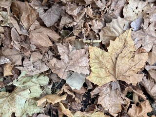 Texture background of dry fallen leaves covering the ground in autumn or winter, showing various shades of brown and details of nature's cycle.