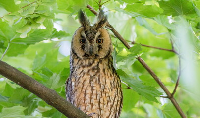 owl in the tree