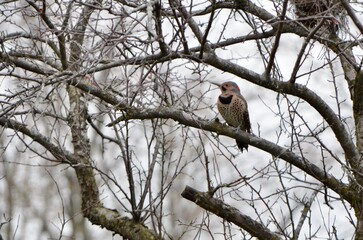 northern flicker bird perched on winter tree
