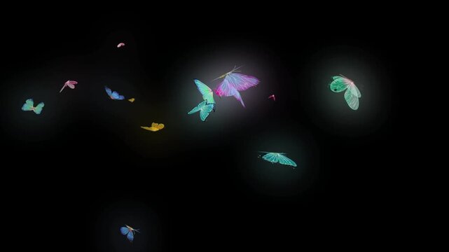 Butterfly flying animation on black screen effect background, butterfly is flying random position