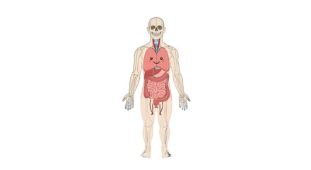 Human anatomy presented in a simplified and educational manner with cartoon organs and skeleton