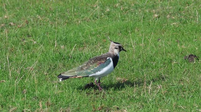 Northern Lapwing (Vanellus vanellus) foraging on a beach meadow at southern Oland island, Sweden.