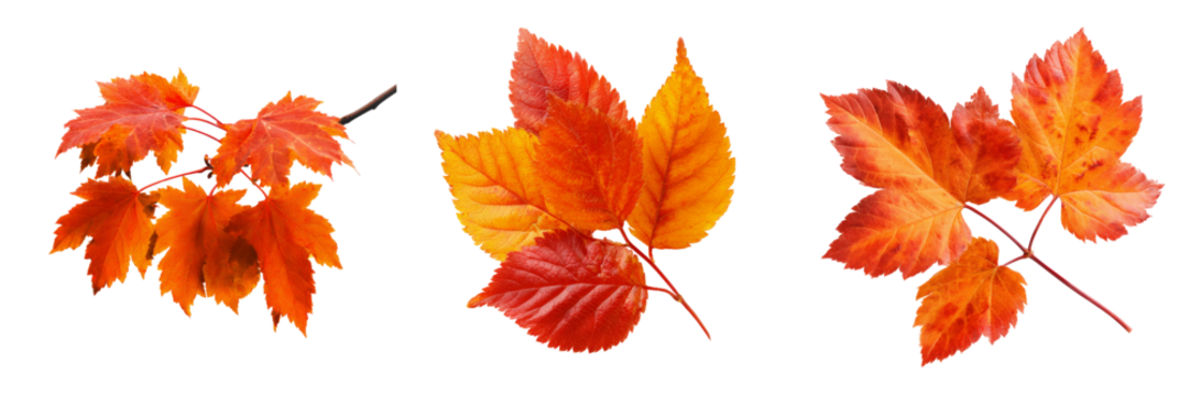 Autumn leaf collection on transparent background nature photography colorful environment close-up