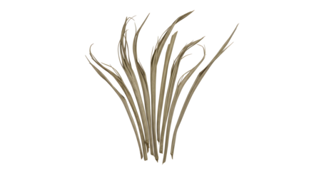 A vertical cluster of natural beige dried palm frond strips presenting an organic texture and earthy elegance perfect for craft projects and rustic decor elements