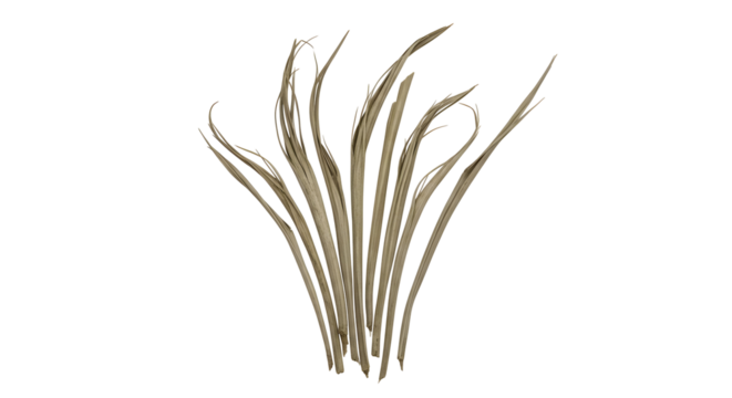 A vertical cluster of natural beige dried palm frond strips presenting an organic texture and earthy elegance perfect for craft projects and rustic decor elements