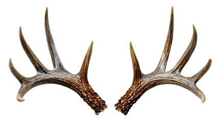 A pair of deer antlers isolated on a plain background, a trophy rack of whitetail buck horns, a hunting decoration set, two wild animal bone sheds, a symmetric wildlife object.