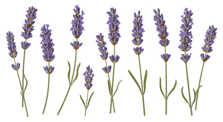 Obraz premium Exquisite lavender flower botanical illustration collection showcasing beautiful purple blossoms and elegant green stems perfect for natural beauty and serene designs