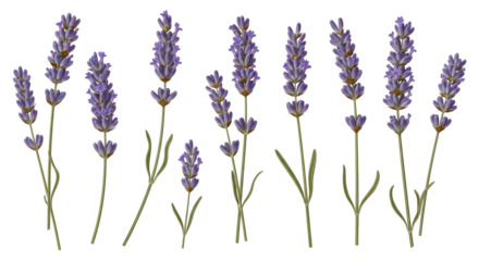 Exquisite lavender flower botanical illustration collection showcasing beautiful purple blossoms and elegant green stems perfect for natural beauty and serene designs