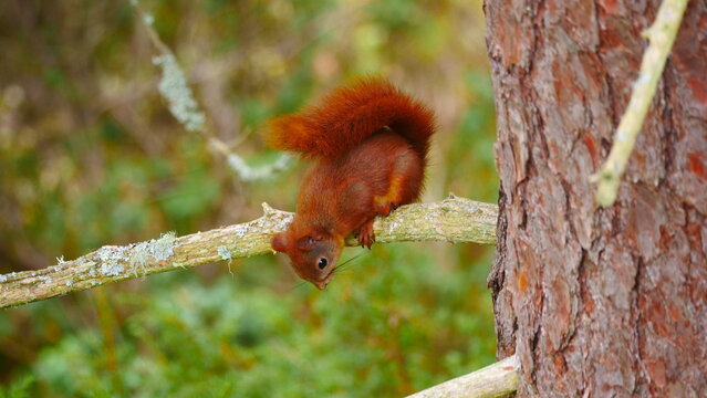 red squirrel sitting on a branch 416
