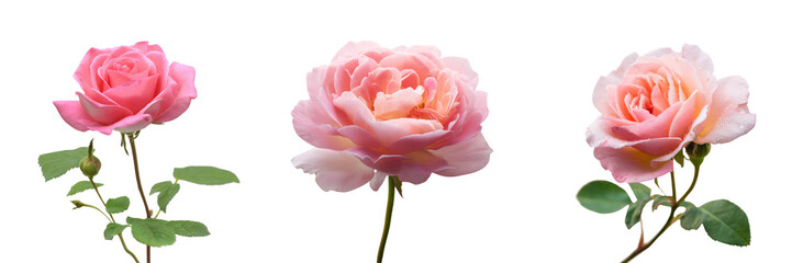 Beautiful pink roses on transparent background for floral decorations and designs