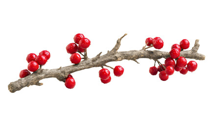 A dry tree branch with red berries isolated on a white background, a natural winter decoration twig, a wild fruit plant close-up, a festive Christmas floral element, a rough bark nature object.
