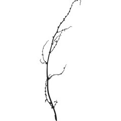 Delicate Bare Tree Branch Silhouette with Tiny Buds on Transparent Background Elegant Minimalist Botanical Element for Nature Designs
