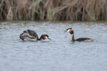 The Bahri, whose scientific name is Podiceps Cristatus, is from the Podicipedidae family.