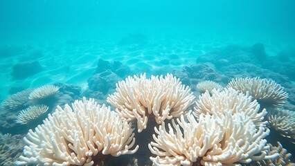 Fototapeta premium zooxanthellae. White coral reef in clear ocean water with sunlight filtering from above. ESG reports, sustainability campaigns, designed for environmental awareness campaigns, used by chefs.