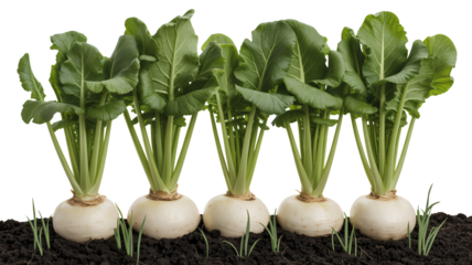 Fresh turnip harvest emerging from rich soil, a vibrant and healthy crop ready for market, symbolizing growth, nutrition, and the bounty of the earth