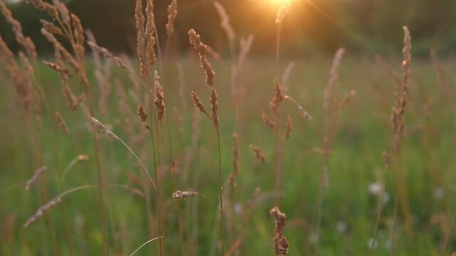 Abstract warm landscape of wildflower grass meadow on warm golden hour sunset or sunrise time. Tranquil summer or early fall nature field background. Soft golden hour sunlight panoramic countryside