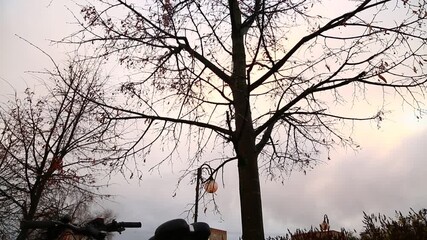 Silhouette of a tree branches in winter sunset sky on the street with lamps - Powered by Adobe
