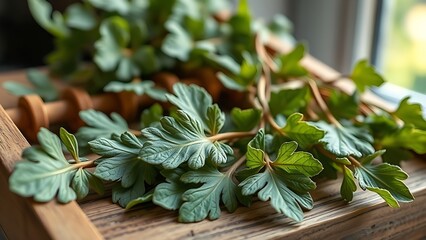 tolerable. Close-up of dried lovage leaves on a wooden rack with natural morning light. gardening catalogs, home-decor guides, designed for home decor and floral branding, used by sports marketers.