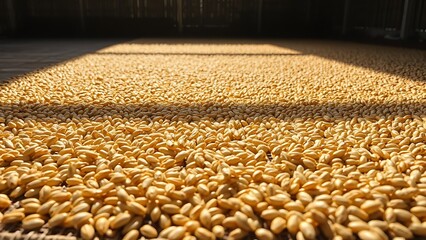foolishness. Barley grains drying on a mat under soft, natural sunlight. menu design, packaging mockups, designed for culinary blogs and recipe cards for restaurants, used by account managers.