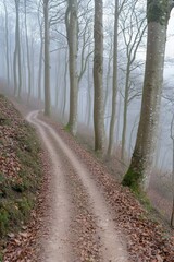 Obraz premium A serene winding dirt pathway lined with tall, bare trees in a foggy forest, inviting exploration and solitude.