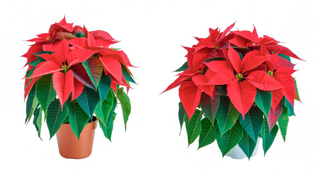 Two red poinsettia plants with green leaves on white background flower