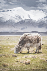 Fototapeta premium A white yak grazing and wandering across grassy pastures in the Tien Shan Mountains of the Pamirs in Tajikistan, against a backdrop of snow-capped mountain peaks and glaciers, in cloudy weather