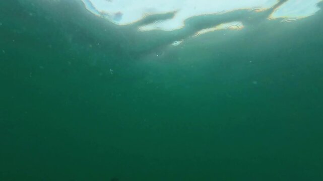 Fish swimming around coral reef formations
