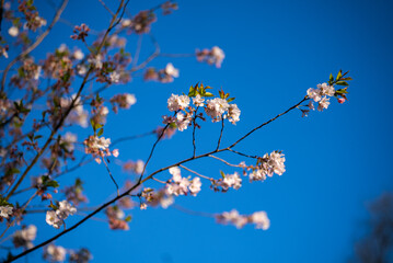 Tree blossoming in Fog Lane Park, Manchester, UK